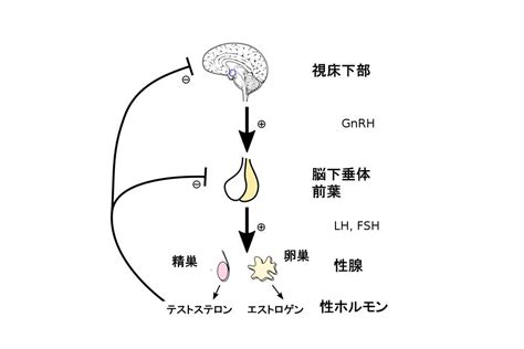 ラブホルモン：愛の形とホルモンの働き